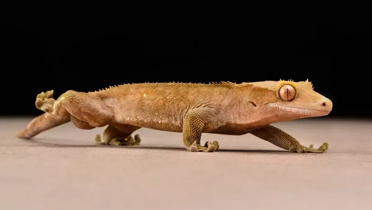Imagem do Gecko de Crista